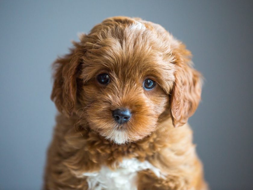 Cavapoo Welpen Züchter Rüde Hündin zu Hause gesucht Papiere Stammbaum