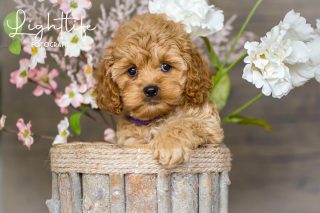 Cavapoo, Maltipoo, Cockpoo, Züchter mit Papiere, Apricot, Rüde Hündin