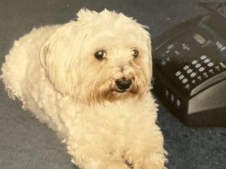 Cavapoo Cockapoo Cockerpoo Havapoo Maltipoo Pomapoo Doodle Pudel-Mix Welpen Züchter Zucht in Sachsen