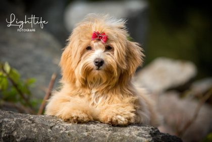 Havaneser Havapoo Welpen Rüde Hündin Wurf Züchter Papiere