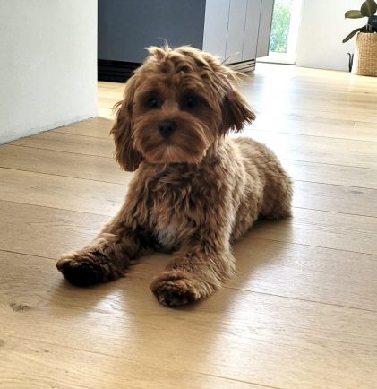 Cockapoo Hündin Welpen Züchter Nachzucht