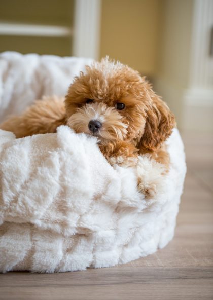 Deckrüde Cavapoo, Maltipoo, Cockpoo, Züchter mit Papiere, Apricot, Rüde Hündin weiß Pudel Welpen Züchter Papiere Spielzeug für Cavapoo zu Hause gesucht