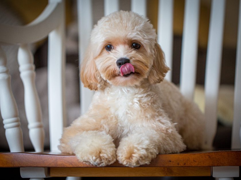 Cockapoo Welpen Hündin Rüde Züchter mit Papieren