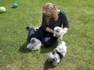 Cavapoo Cockapoo Cockerpoo Havapoo Maltipoo Pomapoo Doodle Pudel-Mix Welpen Züchter Zucht in Sachsen