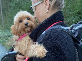 Cavapoo Cockapoo Cockerpoo Havapoo Maltipoo Pomapoo Doodle Pudel-Mix Welpen Züchter Zucht in Sachsen