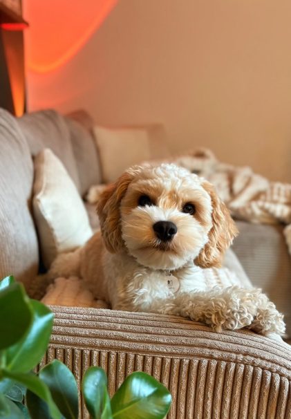 Cockapoo Welpen Nachzucht Züchter mit Ahnentafel Papiere Rüde Hündin