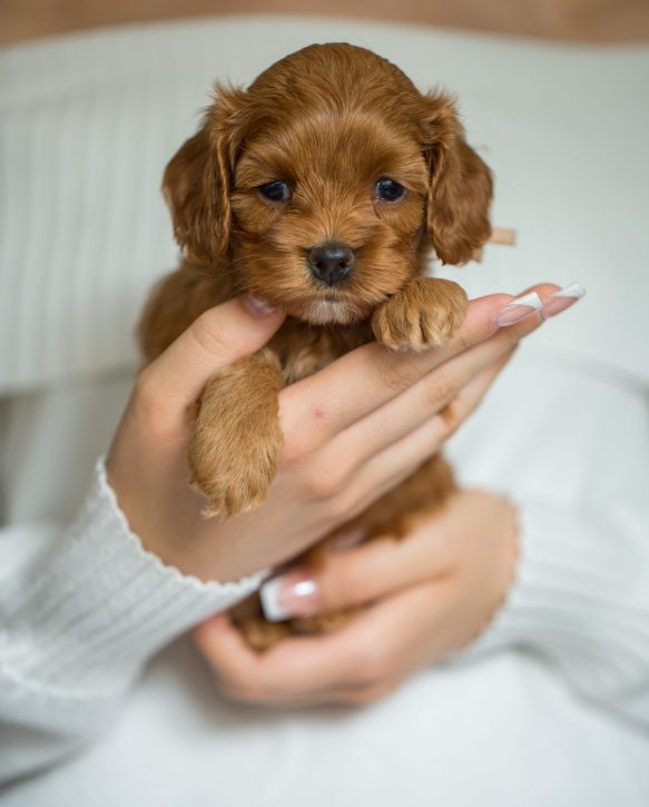 Cockapoo Welpen Hündin Züchter mit Papieren Welpen Coackpoo