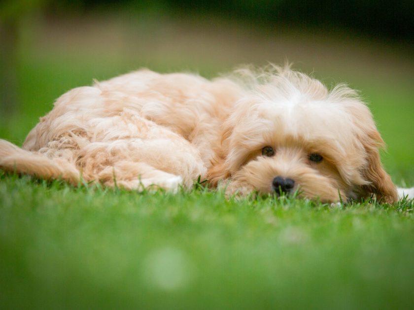 Cockapoo Havapoo Pomapoo Welpen mit Papiere Züchter