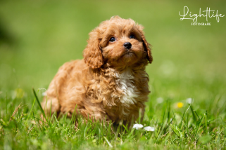 Cavapoo, Maltipoo, Cockpoo, Züchter mit Papiere, Apricot, Rüde Hündin