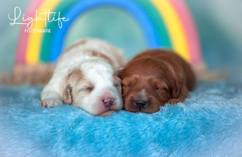 Cavapoo, Maltipoo, Cockpoo, Züchter mit Papiere, Apricot, Rüde Hündin