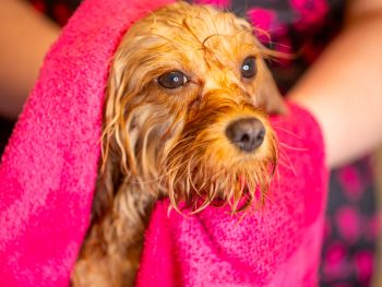 Cavapoo, Maltipoo, Cockpoo, Züchter mit Papiere, Apricot, Rüde Hündin