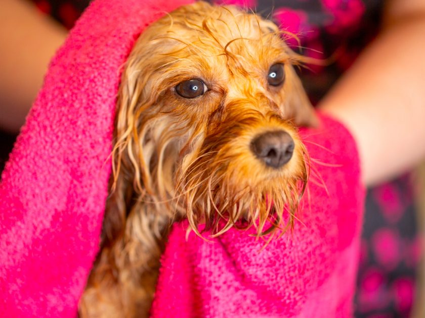 Cavapoo, Maltipoo, Cockpoo, Züchter mit Papiere, Apricot, Rüde Hündin