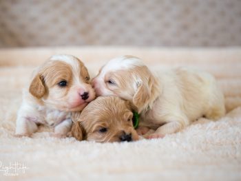 Cavapoo, Maltipoo, Cockpoo, Züchter mit Papiere, Apricot, Rüde Hündin weiß Pudel Welpen Züchter Papiere