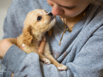 Cavapoo, Maltipoo, Cockpoo, Züchter mit Papiere, Apricot, Rüde Hündin weiß Pudel Welpen Züchter Papiere