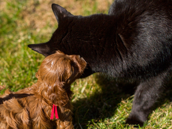 Cockapoo Welpen Züchter Rüde Hündin zu Hause gesucht Papiere Stammbaum