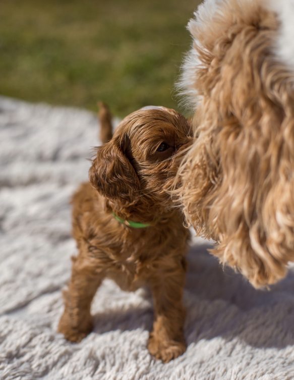 Cockapoo Welpen Züchter Rüde Hündin zu Hause gesucht Papiere Stammbaum