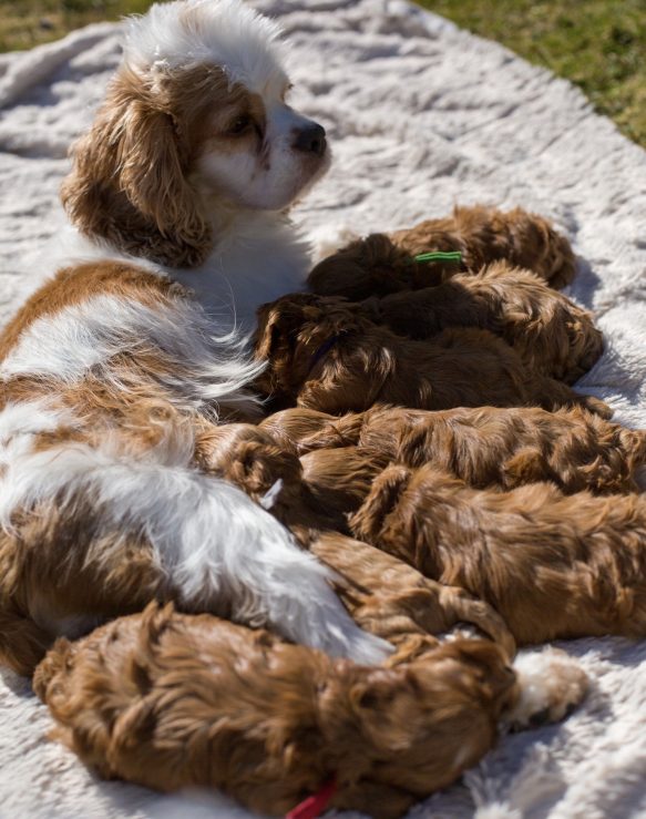 Cockapoo Welpen Züchter Rüde Hündin zu Hause gesucht Papiere Stammbaum