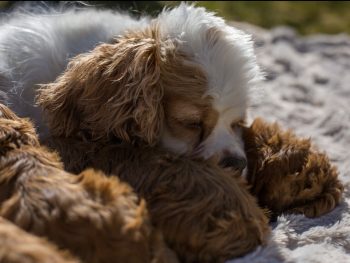 Cockapoo Welpen Züchter Rüde Hündin zu Hause gesucht Papiere Stammbaum