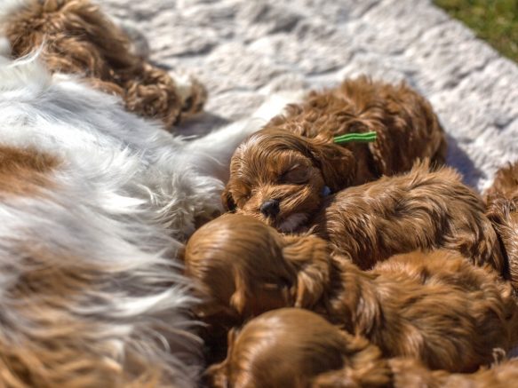 Cockapoo Welpen Züchter Rüde Hündin zu Hause gesucht Papiere Stammbaum