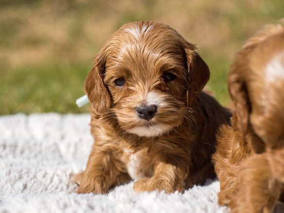 Cockapoo Welpen Züchter Rüde Hündin zu Hause gesucht Papiere Stammbaum