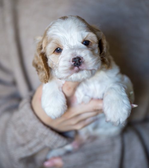 Cavapoo Cockapoo Cockerpoo Havapoo Maltipoo Pomapoo Doodle Pudel-Mix Welpen Züchter Zucht in Sachsen