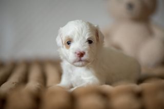 Cavapoo Cockapoo Cockerpoo Havapoo Maltipoo Pomapoo Doodle Pudel-Mix Welpen Züchter Zucht in Sachsen