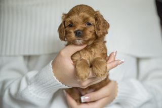 Cavapoo Cockapoo Cockerpoo Havapoo Maltipoo Pomapoo Doodle Pudel-Mix Welpen Züchter Zucht in Sachsen