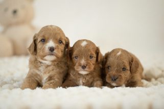 Cavapoo Cockapoo Cockerpoo Havapoo Maltipoo Pomapoo Doodle Pudel-Mix Welpen Züchter Zucht in Sachsen