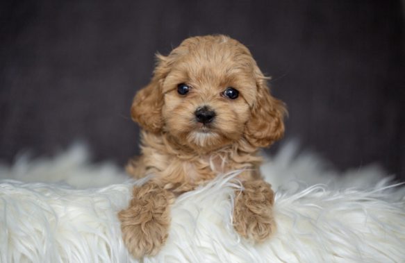 Cavapoo Cockapoo Cockerpoo Havapoo Maltipoo Pomapoo Doodle Pudel-Mix Welpen Züchter Zucht in Sachsen