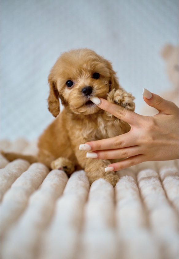Cavapoo Cockapoo Cockerpoo Havapoo Maltipoo Pomapoo Doodle Pudel-Mix Welpen Züchter Zucht in Sachsen