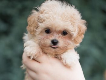 Cavapoo, Maltipoo, Cockpoo, Züchter mit Papiere, Apricot, Rüde Hündin