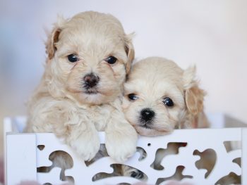 Maltipoo Rüde sofort zur Abgabe liebevoll reinrassig Züchter Papiere Welpen Welpe zu Hause gesucht