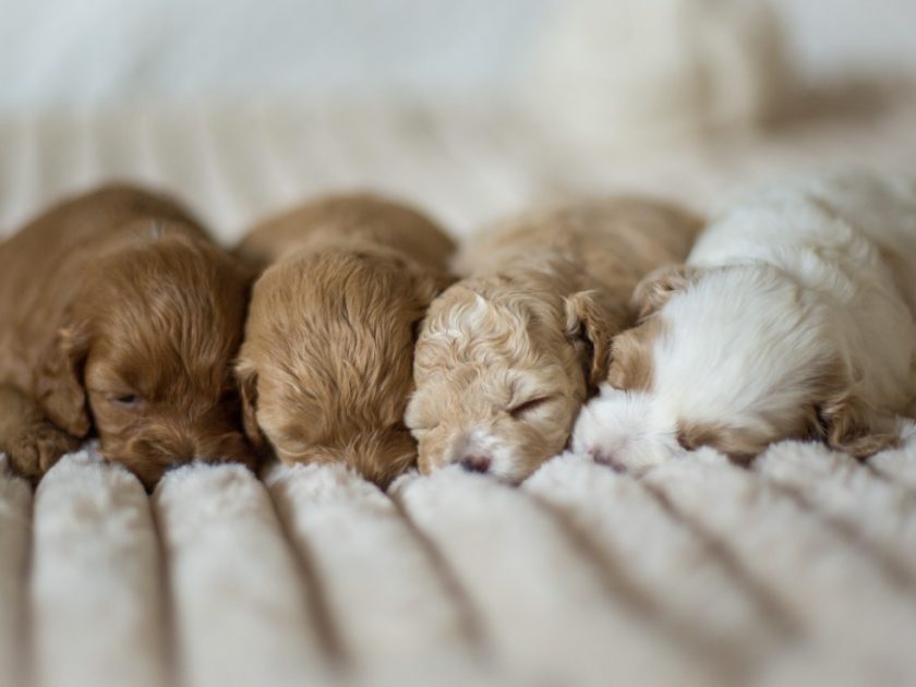 Cockapoo Welpen Züchter Rüde Hündin zu Hause gesucht Papiere Stammbaum