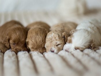 Cockapoo Welpen Züchter Rüde Hündin zu Hause gesucht Papiere Stammbaum