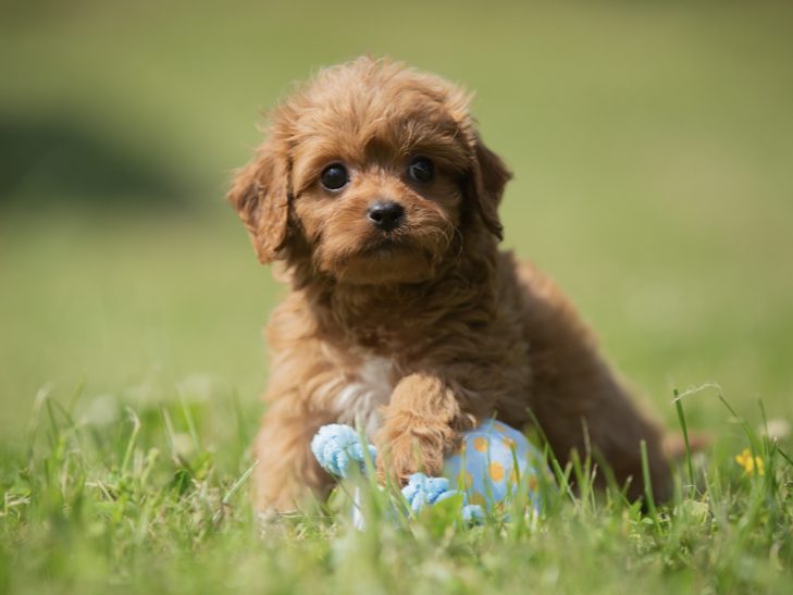 Cavapoo, Maltipoo, Cockpoo, Züchter mit Papiere, Apricot, Rüde Hündin weiß Pudel Welpen Züchter Papiere Spielzeug für Cavapoo