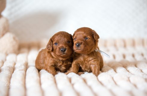 Cavapoo, Maltipoo, Cockpoo, Züchter mit Papiere, Apricot, Rüde Hündin