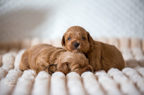 Cavapoo, Maltipoo, Cockpoo, Züchter mit Papiere, Apricot, Rüde Hündin