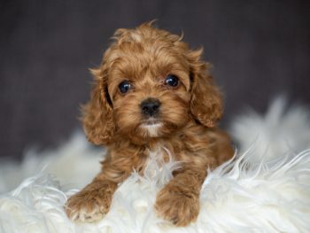 Coackpoo Welpen Züchter Hündin Rüde Papiere