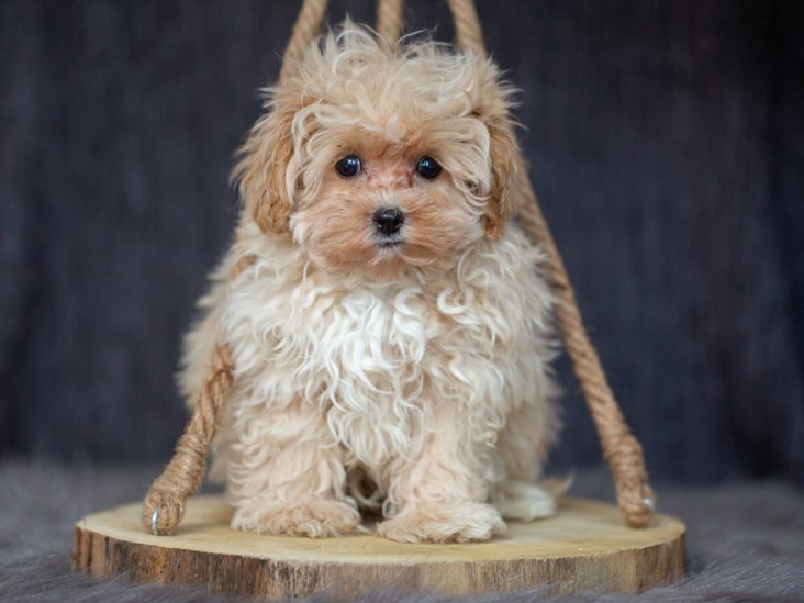 Cavapoo, Maltipoo, Cockpoo, Züchter mit Papiere, Apricot, Rüde Hündin