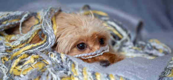 Cavapoo, Cockapoo, Maltipoo Züchter mit Papieren Welpen