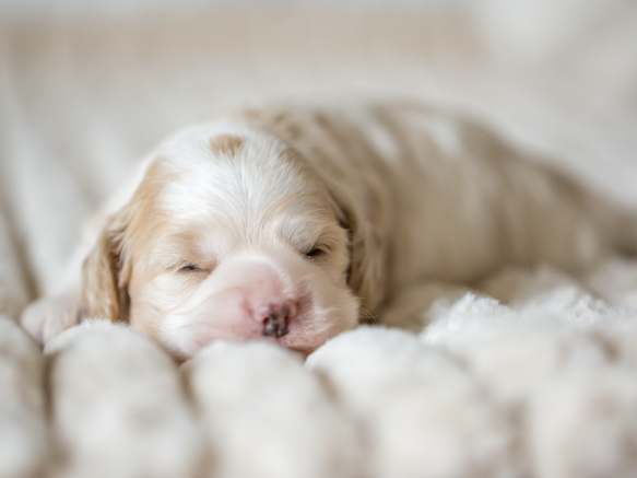 Cavapoo Cockapoo Cockerpoo Havapoo Maltipoo Pomapoo Doodle Pudel-Mix Welpen Züchter Zucht in Sachsen