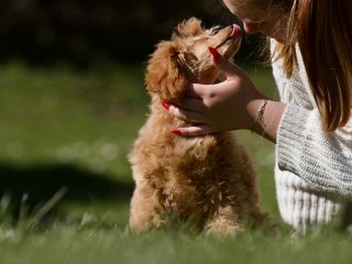 Cavapoo Cockapoo Cockerpoo Havapoo Maltipoo Pomapoo Doodle Pudel-Mix Welpen Züchter Zucht in Sachsen