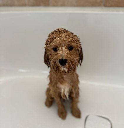 Cockapoo Welpen Nachzucht Züchter mit Ahnentafel Papiere Rüde Hündin