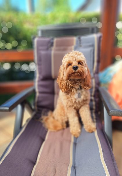 Cockapoo Welpen Nachzucht Züchter mit Ahnentafel Papiere Rüde Hündin