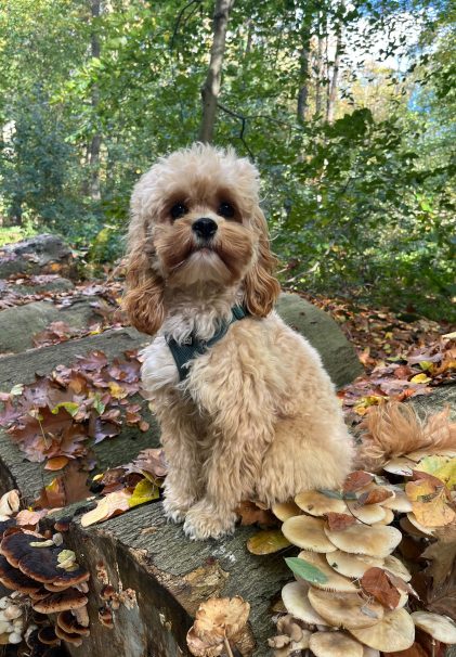 Cockapoo Welpen Nachzucht Züchter mit Ahnentafel Papiere Rüde Hündin