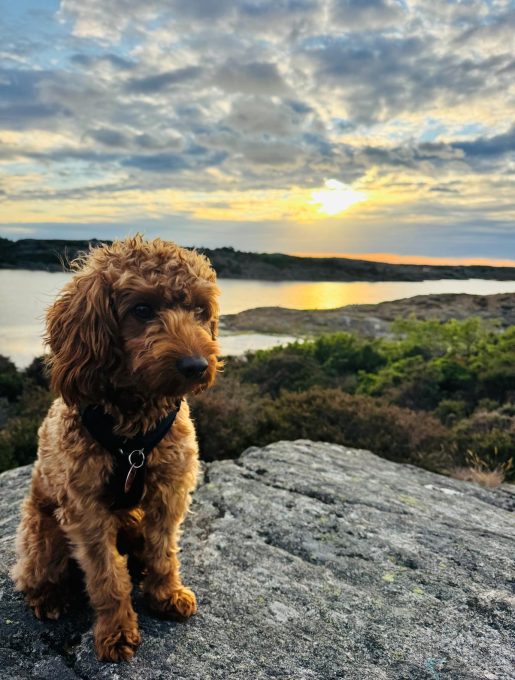 Cavapoo Welpen Nachzucht Züchter mit Ahnentafel Papiere Rüde Hündin