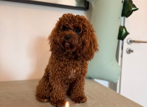Cavapoo Welpen Nachzucht Züchter mit Ahnentafel Papiere Rüde Hündin