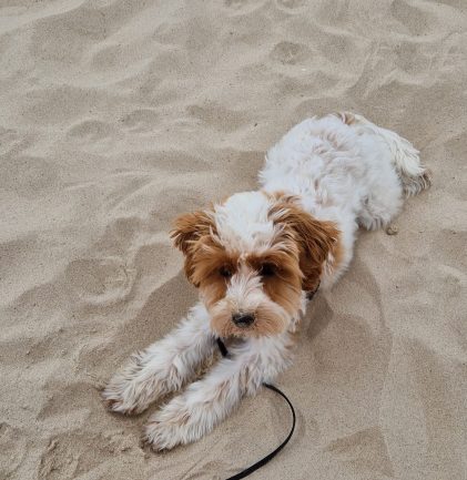 Cockapoo Welpen Nachzucht Züchter mit Ahnentafel Papiere Rüde Hündin