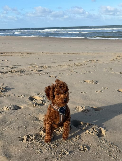 Cavapoo Welpen Nachzucht Züchter mit Ahnentafel Papiere Rüde Hündin