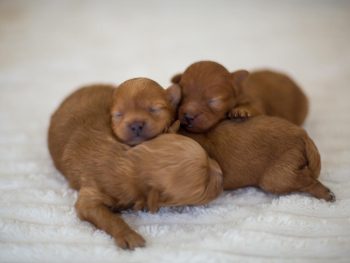 Pomapoo Welpen Züchter mit Ahnentafel Rüde und Hündin